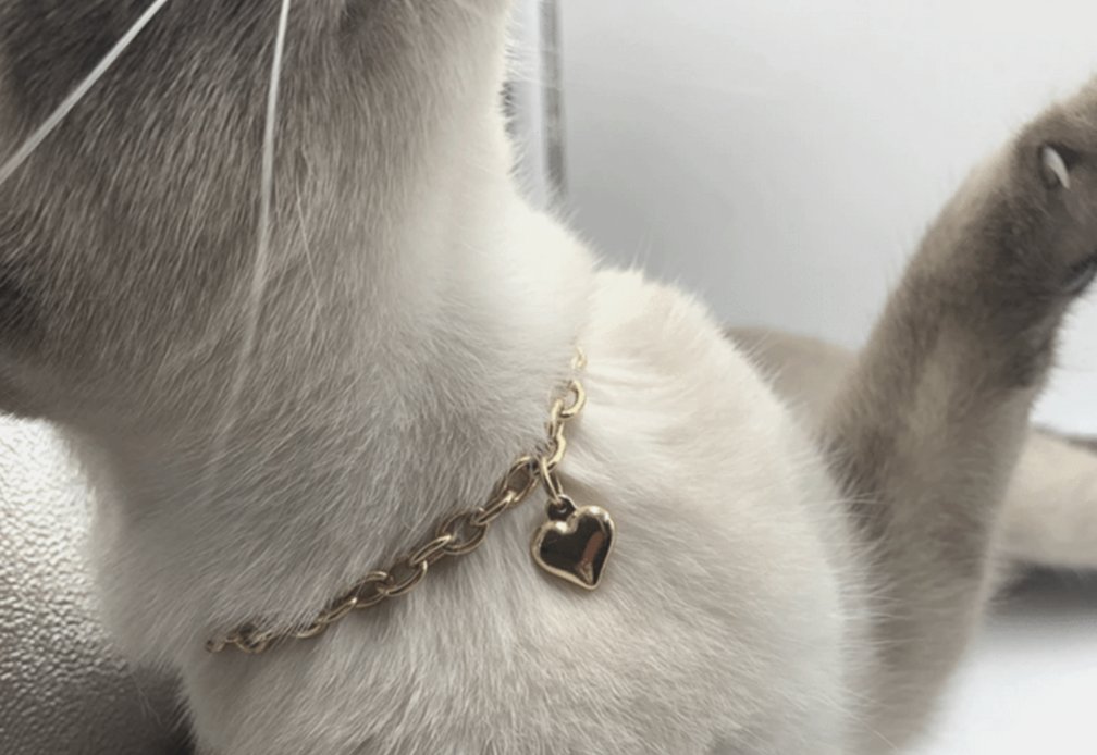 Gold chain collar with a heart charm, worn