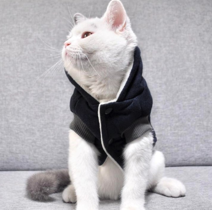 White cat in a navy hooded jacket with fleece lining