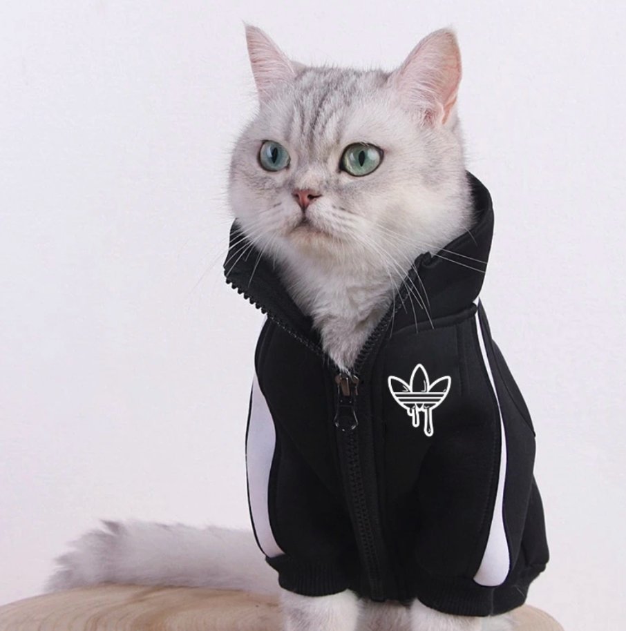 Silver tabby in the zipped black and white track jacket
