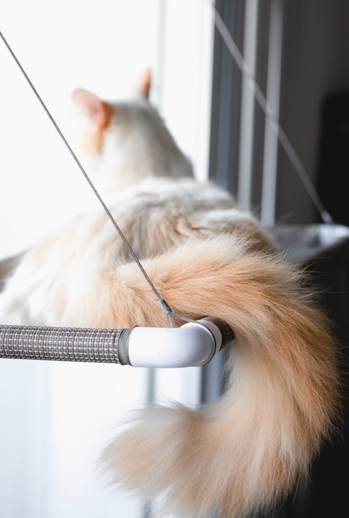 Long haired cat asleep on the window perch